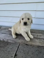roy, a male English Cream Golden Retriever for sale in Grabill, IN – Photo 1 of 8