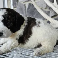 roy, a male Miniature Goldendoodle for sale in Grabill, IN – Photo 4 of 6
