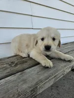 roy, a male English Cream Golden Retriever for sale in Grabill, IN – Photo 4 of 8