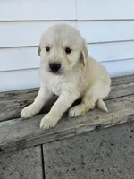roy, a male English Cream Golden Retriever for sale in Grabill, IN – Photo 5 of 8