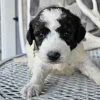 roy, a male Miniature Goldendoodle for sale in Grabill, IN – Photo 2 of 6