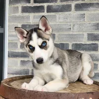 Penny, a female Siberian Husky for sale in Grabill, IN – Photo 2 of 5