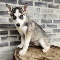 Penny, a female Siberian Husky for sale in Grabill, IN – Photo 4 of 5