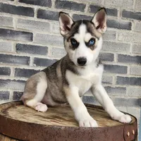 Penny, a female Siberian Husky for sale in Grabill, IN – Photo 3 of 5