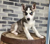 processed/3bf165e2-0b24-428f-9cb0-75df13e380d4/listing/3507f219-1ab2-4499-94d5-42cadea0e686/c0dc517b-3717-4b5e-bc13-3ace1a0d28e4