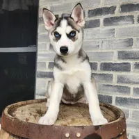 Penny, a female Siberian Husky for sale in Grabill, IN – Photo 5 of 5