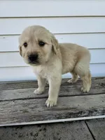 king, a male English Cream Golden Retriever for sale in Grabill, IN – Photo 8 of 8