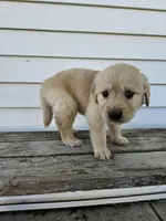 king, a male English Cream Golden Retriever for sale in Grabill, IN – Photo 3 of 8