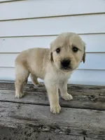 king, a male English Cream Golden Retriever for sale in Grabill, IN – Photo 5 of 8