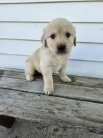 king, a male English Cream Golden Retriever for sale in Grabill, IN – Photo 7 of 8