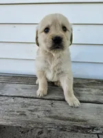 king, a male English Cream Golden Retriever for sale in Grabill, IN – Photo 2 of 8