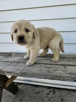 king, a male English Cream Golden Retriever for sale in Grabill, IN – Photo 4 of 8