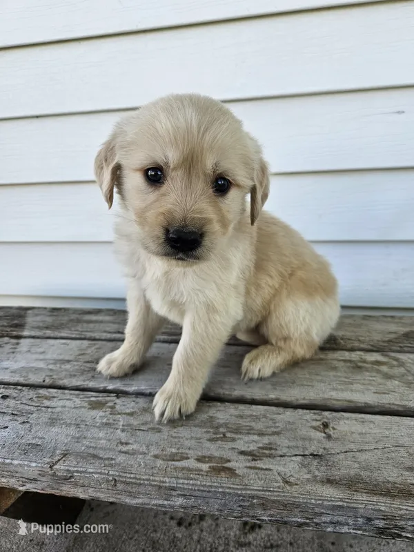 king – English Cream Golden Retriever puppy for sale in Grabill, IN