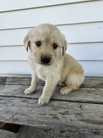 king, a male English Cream Golden Retriever for sale in Grabill, IN – Photo 1 of 8