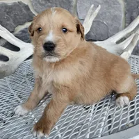 king, a male Miniature Goldendoodle for sale in Grabill, IN – Photo 4 of 5