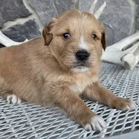 king, a male Miniature Goldendoodle for sale in Grabill, IN – Photo 3 of 5