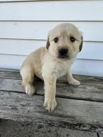 king, a male English Cream Golden Retriever for sale in Grabill, IN – Photo 6 of 8