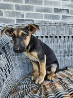 Kevin, a male German Shepherd Dog for sale in Grabill, IN – 4 of 10