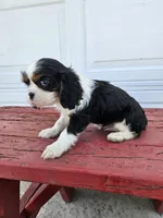 lateasha, a female Cavalier King Charles Spaniel for sale in Grabill, IN – Photo 6 of 8