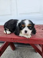 lateasha, a female Cavalier King Charles Spaniel for sale in Grabill, IN – Photo 3 of 8
