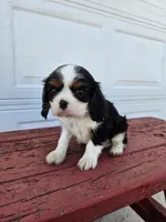 lateasha, a female Cavalier King Charles Spaniel for sale in Grabill, IN – Photo 8 of 8