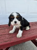 lateasha, a female Cavalier King Charles Spaniel for sale in Grabill, IN – Photo 5 of 8