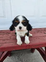 lateasha, a female Cavalier King Charles Spaniel for sale in Grabill, IN – Photo 7 of 8