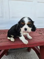 lateasha, a female Cavalier King Charles Spaniel for sale in Grabill, IN – Photo 1 of 8
