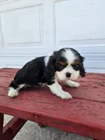 lateasha, a female Cavalier King Charles Spaniel for sale in Grabill, IN – Photo 4 of 8