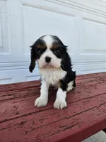 lateasha, a female Cavalier King Charles Spaniel for sale in Grabill, IN – Photo 2 of 8