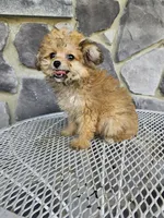 sally, a female Poodle - Toy  for sale in Grabill, IN – 2 of 10
