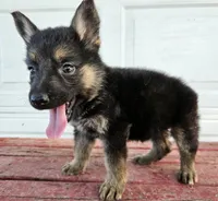 blaze, a male German Shepherd Dog for sale in Grabill, IN – 7 of 9