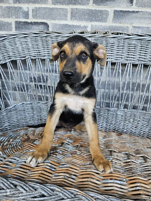 Lance – German Shepherd Dog puppy for sale in Grabill, IN