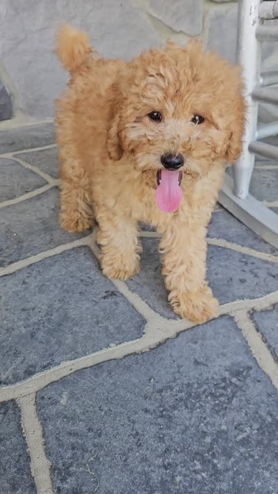 Ruffles , a male Miniature Goldendoodle for sale in Grabill, IN – 7 of 7