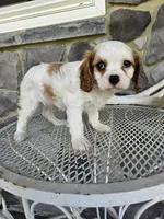 Belem, a male Cavalier King Charles Spaniel for sale in Grabill, IN – 4 of 9