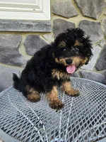 ace, a male Poodle - Toy  for sale in Grabill, IN – 3 of 10