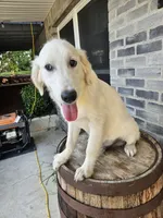Abe, a male English Cream Golden Retriever for sale in Grabill, IN – 3 of 10