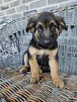 Rocky, a male German Shepherd Dog for sale in Grabill, IN – 5 of 9