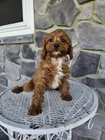 blaze, a male Cavapoo for sale in Grabill, IN – 5 of 10