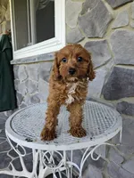 blaze, a male Cavapoo for sale in Grabill, IN – 3 of 10