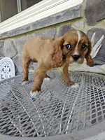 lateasha, a female Cavalier King Charles Spaniel for sale in Grabill, IN – 6 of 10