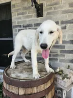 Abe, a male English Cream Golden Retriever for sale in Grabill, IN – 2 of 10