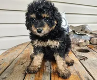 ace, a male Poodle - Toy  for sale in Grabill, IN – 6 of 10