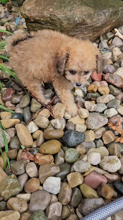 sally, a female Poodle - Toy  for sale in Grabill, IN – 10 of 10