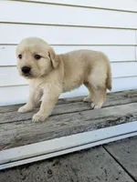 Joanne , a female English Cream Golden Retriever for sale in Grabill, IN – Photo 3 of 7