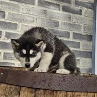 Jordan, a male Siberian Husky for sale in Grabill, IN – Photo 5 of 8