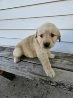 Joanne , a female English Cream Golden Retriever for sale in Grabill, IN – Photo 5 of 7