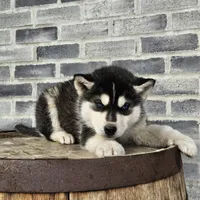 Jordan, a male Siberian Husky for sale in Grabill, IN – Photo 3 of 8