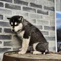 Jordan, a male Siberian Husky for sale in Grabill, IN – Photo 7 of 8