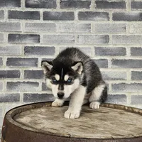 Jordan, a male Siberian Husky for sale in Grabill, IN – Photo 2 of 8